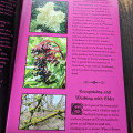Grimoire Silvanus Zine Issue 6